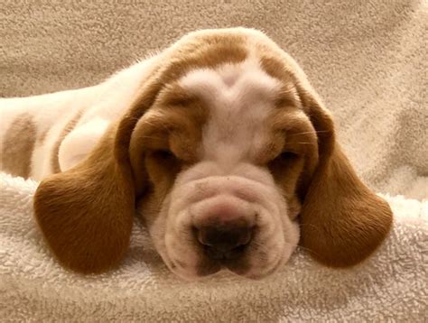 Raised with tender love and care. AKC Basset Hound Puppy for Sale in Richards, Texas Classified | AmericanListed.com