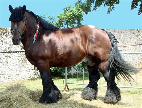 Le Cheval Ardennais Royal Horse
