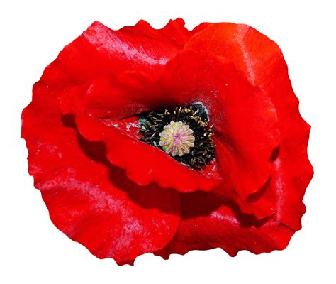 Poppy Flower Png Image Purepng Free Transparent Cc0 Png Image Library