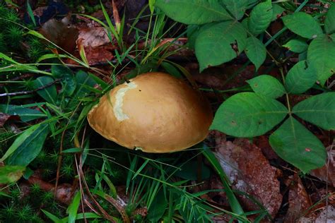 Fungus Along Buffalo River Trail Northwest Arkansas Flickr