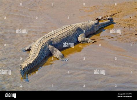 Gharial Gavial Fish Eating Crocodile Hi Res Stock Photography And