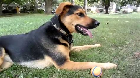 7 Things You Need To Know Before Buying A German And Shepherd Lab Mix A