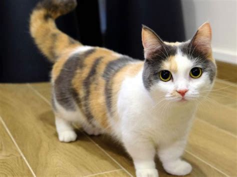 Filhote De Cruzamento De Gato Com Cachorro