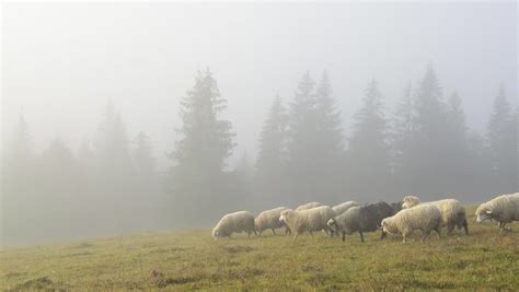 Sheep In The Landscape On A Misty Morning Image Free Stock Photo