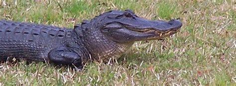 American Alligator Facts And Information Seaworld Parks And Entertainment