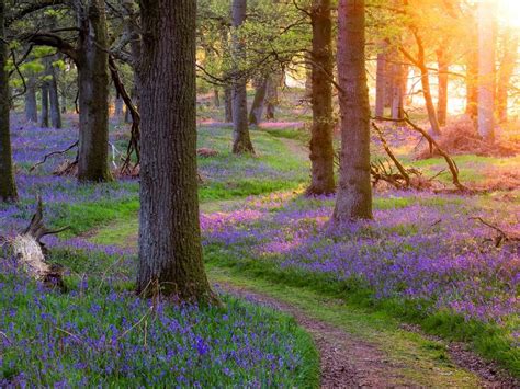 Scotland Beautiful Nature Forest Trees Grass Flowers Morning Sun