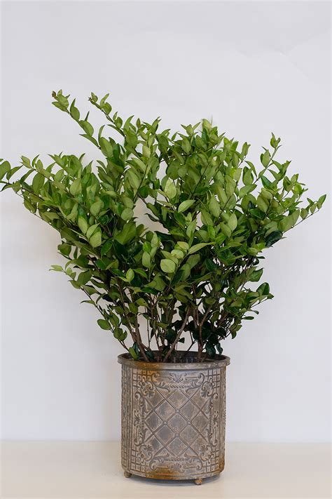 Write the first review questions & answers. Buy Japanese Privet, Wax Leaf Ligustrum Japonicum (State ...