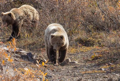 Grizzly Bears In Autumn Stock Image Image Of Wild Denali 195625055