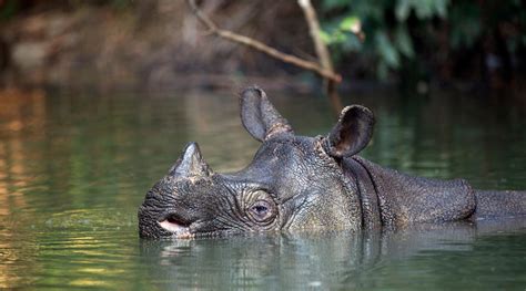 10 Of The Worlds Most Endangered Animals Wwf