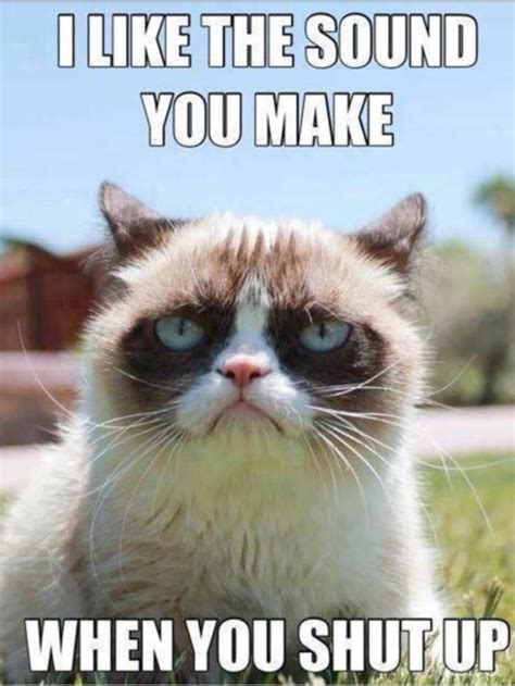 Top 20 Grumpy Cat Memes Grumpy Cat Quotes Grumpy Cat Humor Grumpy