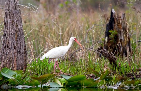 Okefenokee Swamp Birding William Wise Photography