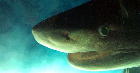 Researchers Tagged A Deep Sea Shark In Its Natural Habitat And The