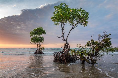 Peranan Penting Ekosistem Hutan Mangrove Di Pesisir Pantai Muat Artikel