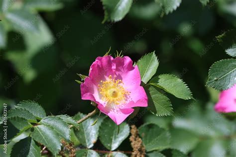 Sweden Rosa Canina Commonly Known As The Dog Rose Is A Variable