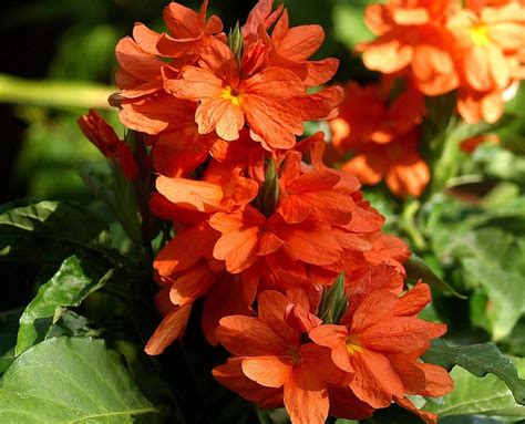 These properties are currently listed for sale. Organic Crossandra Seeds Flower seeds for sale - Annual ...