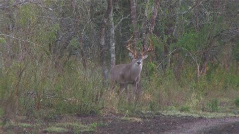 180 Inch Whitetail Buck Leaves Smoke Trail After Shot Roger Raglin