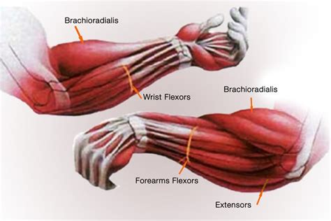 A lot of students come to me for help because they have troubles learning the names of skeletal muscles of the human muscular system. forearm-muscles-anatomy - Dark Iron Fitness