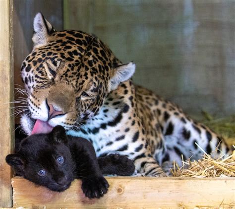 Adopt Our Jaguar Cub The Big Cat Sanctuary