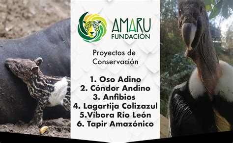 Zoo Bioparque Amaru Zoologico Cuenca Bioparque Amaru