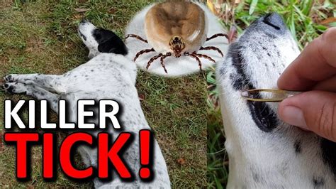 Deadly Paralysis Tick Got Our Dog Removal And Treatments Ticks Dogs