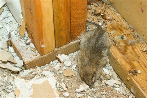 Beware Rats Are Dirty And Leave Toxic Chaos Behind Corkys Pest