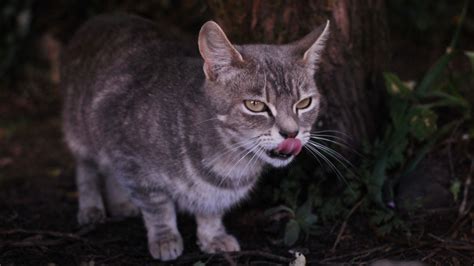 Feral Cats Are Literally Eating All Of Australias Wildlife Grist