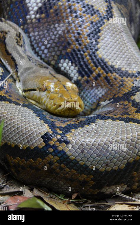 Reticulated Python Python Reticulatus In Thailand Stock Photo Alamy