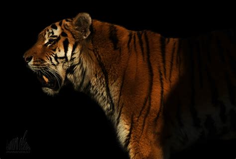 デスクトップ壁紙 夜 虎 野生動物 大きな猫 動物園 ウィスカー レンズ 轟音 光 タムロン 闇 写真 ヴォーゲル
