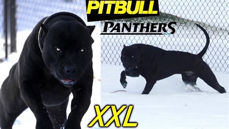 Panther Puma No Its Pitbull Xxl 🖤 The Most Beautiful Black Pitbulls