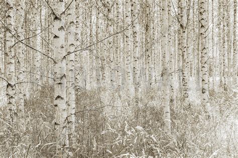 Quiet Birch Forest Wall Mural And Photo Wallpaper Photowall Forest
