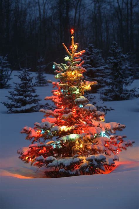 Weihnachtsbaum Mit Beleuchtung 40 Unikale Fotos