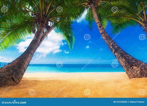 Dream Scene Beautiful Palm Tree Over White Sand Beach Stock Photo