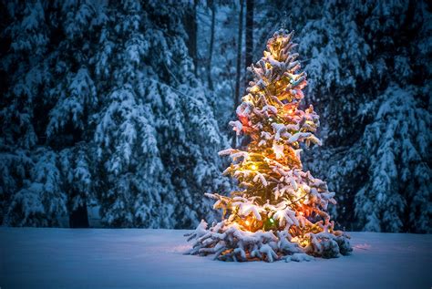 Snow Covered Christmas Tree Free Wallpaper Download