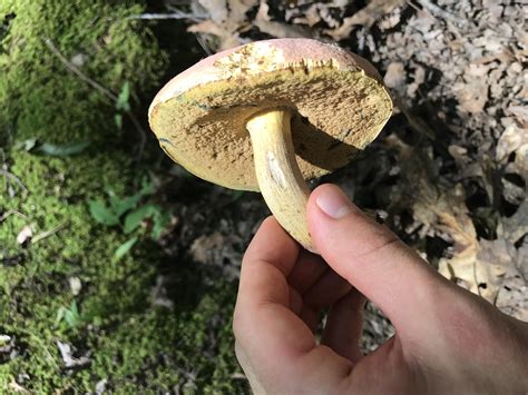 Is This A Kind Of Bolete Or Suillus Mushroom Mycology