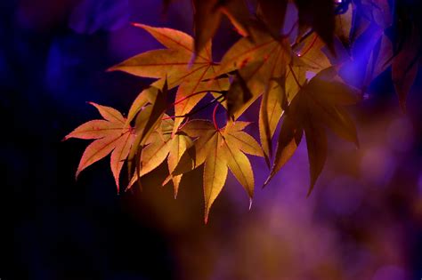 Brown Leafed Plant Leaves Maple Leaves Depth Of Field Nature Hd