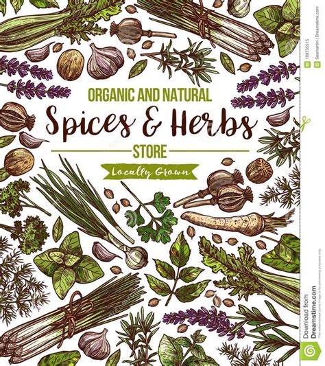 Vector Spices And Herbs Herbal Store Poster Stock Vector Illustration