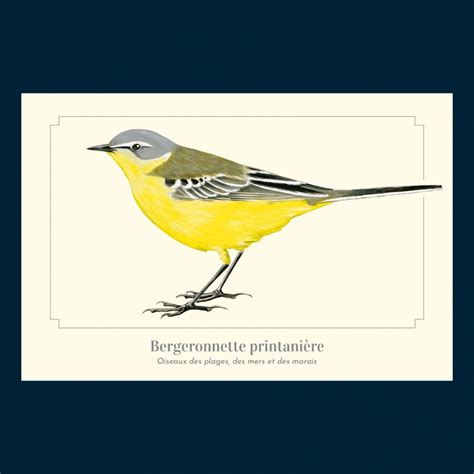 Carte Postale Illustr E Bergeronnette Printani Re Collection Oiseaux Des Plages Des Mers Et