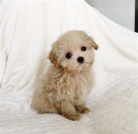 Baby Doll Face Teacup Maltipoo Multipoo Puppy Iheartteacups