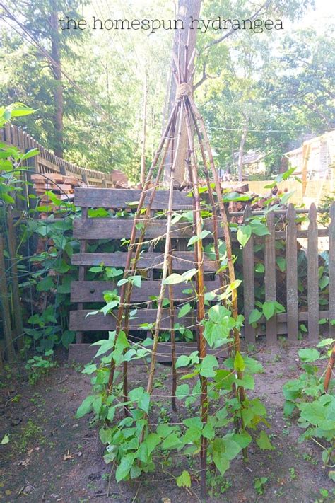 In an effort to limit our trips to the store, we're now taking a second look at. How to Build a Green Bean TeePee Trellis - The Homespun ...