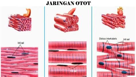 Pada sistem otot dan sistem saraf misalnya saling membantu melakukan tugas motorik dan sensorik. Jaringan Manusia & Hewan : Pengertian, Fungsi, Macam ...