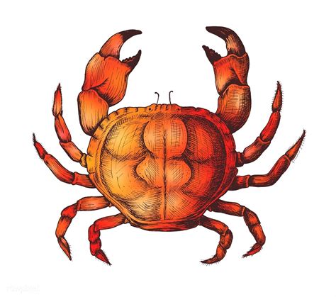 Hand Drawn Crab Isolated Free Image By How To Draw