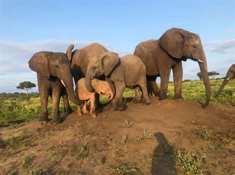 Poor Orphaned Baby Elephants Are Rescued Into An Orphanage Video