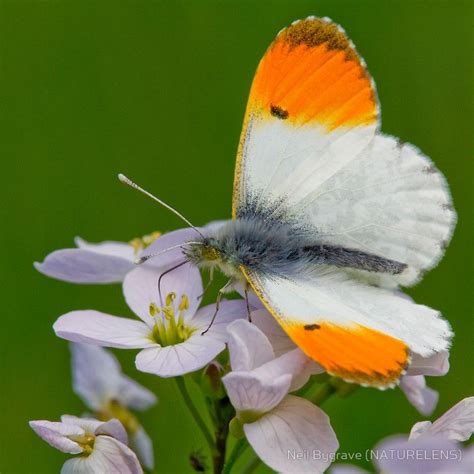 Male Orange Tip Butterfly By Neil Bygrave Naturelens Butterfly