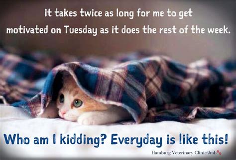 Download for free wonderful tuesday quotes and blessings. Tuesday humor | Animal funny | Cute cat | Work week | Exhausted already | Need motivation for ...