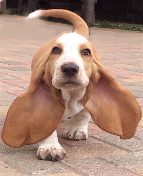 Bassett Hound Wuvely Hell Grow Into Those Ears