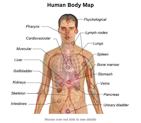 It is widely believed that there are 100 organs; Anatomy of organs in the human body | Human body organs ...