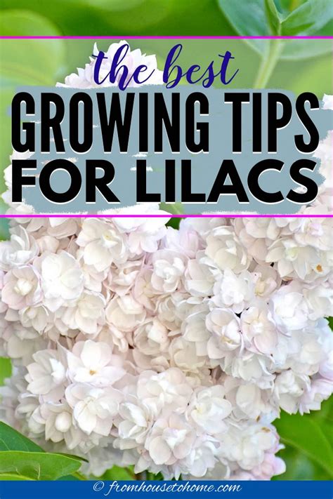 How To Grow Lilacs Springs Most Fragrant Flower