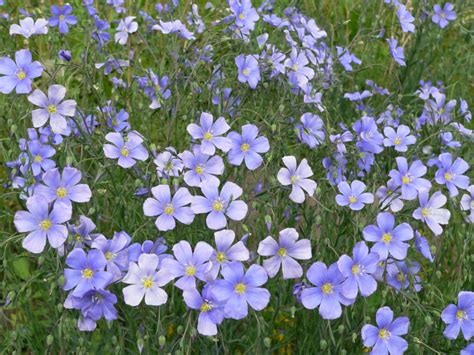 Linum Perennial Blue Flax Prairie Garden Seeds