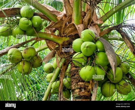 Close Up View Of Ripe Green Coconuts Growing In Clusters At The Top Of