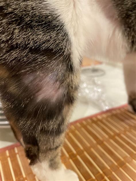My Cat Has Bald Patches On Her Thigh Any Ideas What Can Cause This